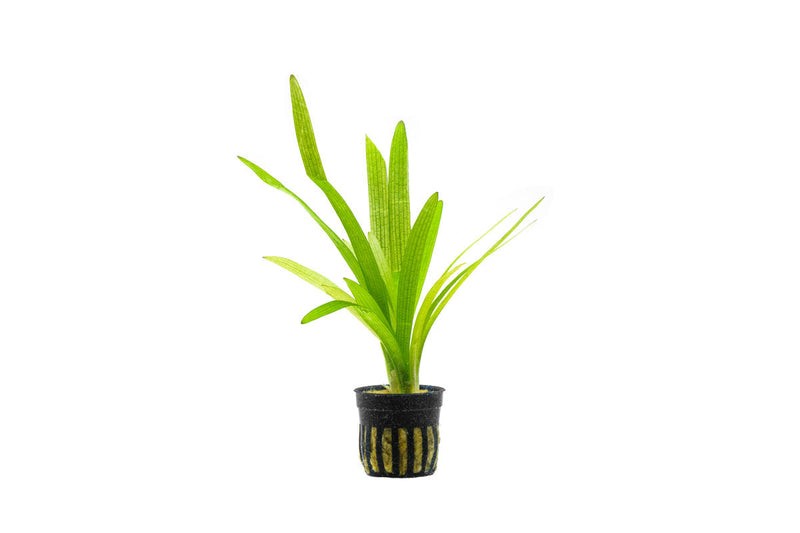 Healthy Sagittaria Platyphylla aquatic plant from CPA with broad green leaves, ideal for freshwater aquariums.