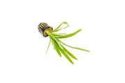 Healthy Sagittaria Platyphylla aquatic plant from CPA with broad green leaves suitable for freshwater aquariums.