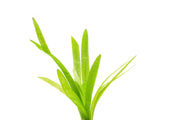 Healthy Sagittaria Platyphylla aquatic plant from CPA with lush green, grass-like leaves suitable for freshwater aquariums.