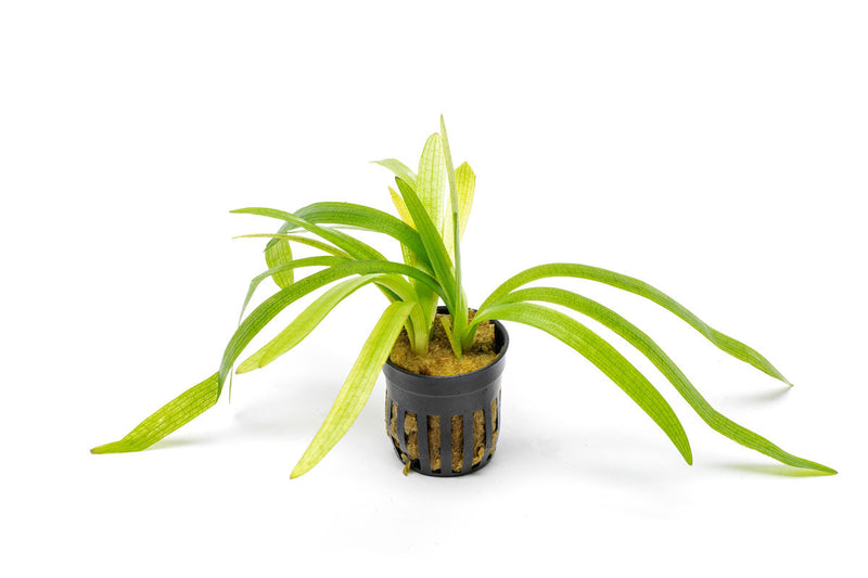 Healthy Sagittaria Platyphylla aquatic plant from CPA with lush green, sword-shaped leaves ideal for freshwater aquariums.