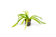 Healthy Sagittaria Platyphylla aquatic plant from CPA with broad green leaves, ideal for freshwater aquarium decoration.