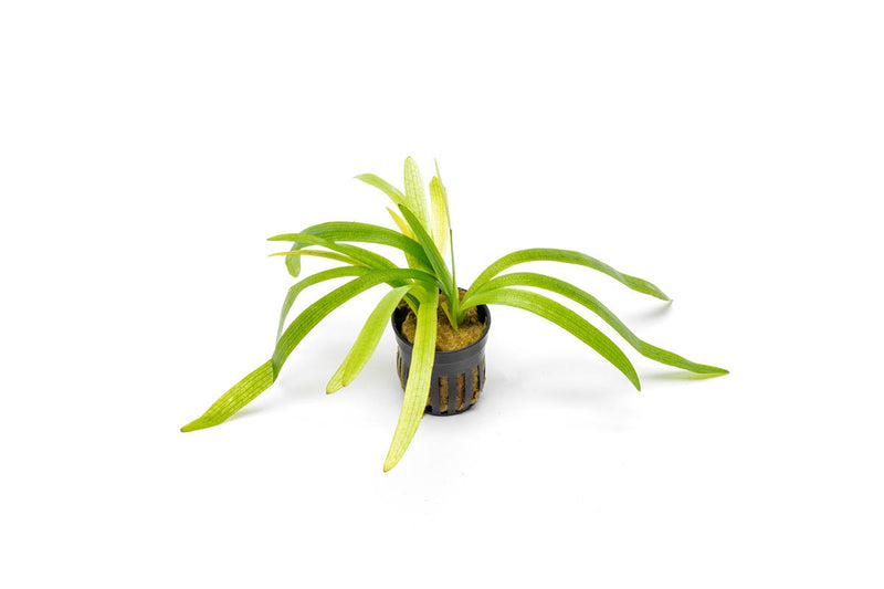 Healthy Sagittaria Platyphylla aquatic plant from CPA with broad green leaves, ideal for freshwater aquarium decoration.