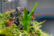 Healthy Sagittaria Platyphylla aquatic plant from CPA with broad green leaves, ideal for freshwater aquariums.