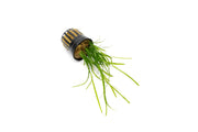 Healthy Sagittaria Pusillus aquatic plant from CPA with broad green leaves, ideal for freshwater aquariums.