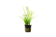 Healthy Sagittaria Pusillus aquatic plant from CPA with slender green leaves suitable for freshwater aquariums.