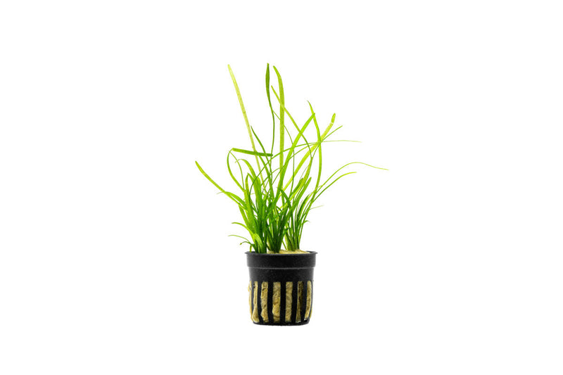 Healthy Sagittaria Pusillus aquatic plant from CPA with slender green leaves suitable for freshwater aquariums.