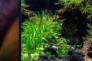 Healthy Sagittaria Pusillus aquatic plant from CPA with lush green leaves, ideal for freshwater aquariums.