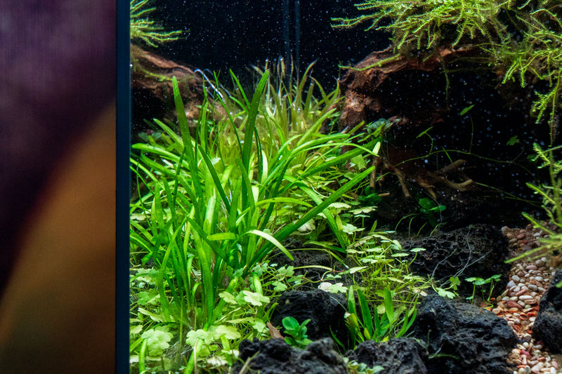 Healthy Sagittaria Pusillus aquatic plant from CPA with lush green leaves, ideal for freshwater aquariums.