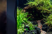 Healthy Sagittaria Pusillus aquatic plant from CPA with slender green leaves ideal for freshwater aquariums.