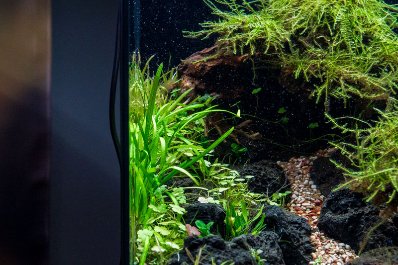 Healthy Sagittaria Pusillus aquatic plant from CPA with slender green leaves ideal for freshwater aquariums.
