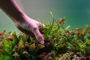 Healthy Sagittaria Pusillus aquatic plant from CPA with lush green, sword-shaped leaves suitable for freshwater aquariums.