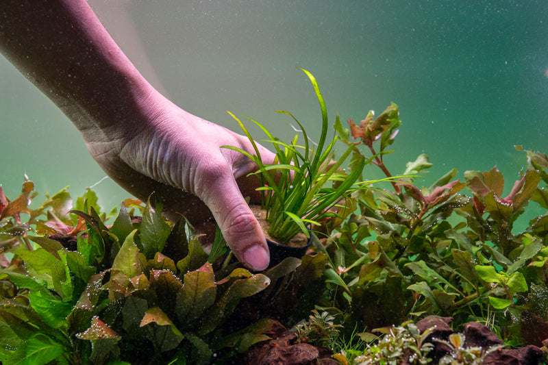 Healthy Sagittaria Pusillus aquatic plant from CPA with lush green, sword-shaped leaves suitable for freshwater aquariums.