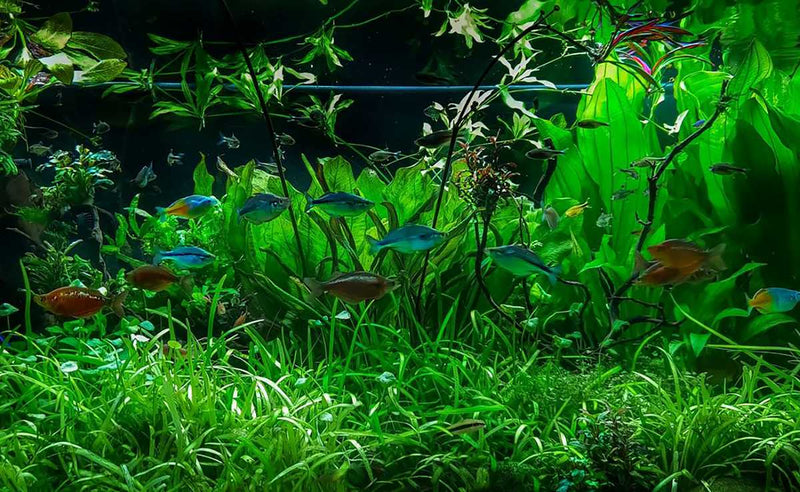 Sagittaria Subulata Aquatic Farmer Tissue Culture Aquatic Plant - Buce Plant