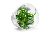 Sagittaria Subulata Aquatic Farmer Tissue Culture Aquatic Plant - Buce Plant