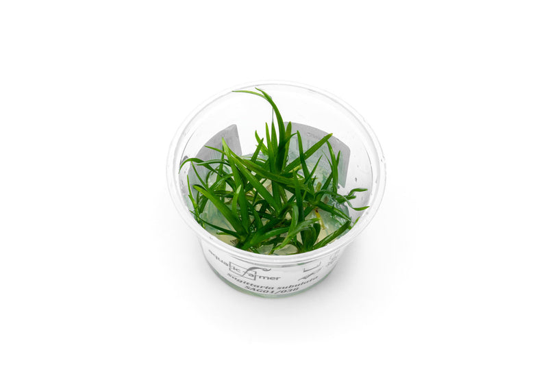 Sagittaria Subulata Aquatic Farmer Tissue Culture Aquatic Plant - Buce Plant