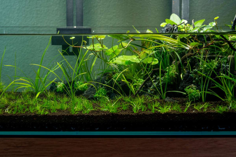 Sagittaria Subulata UNS Tissue Culture Aquatic Plant - Buce Plant
