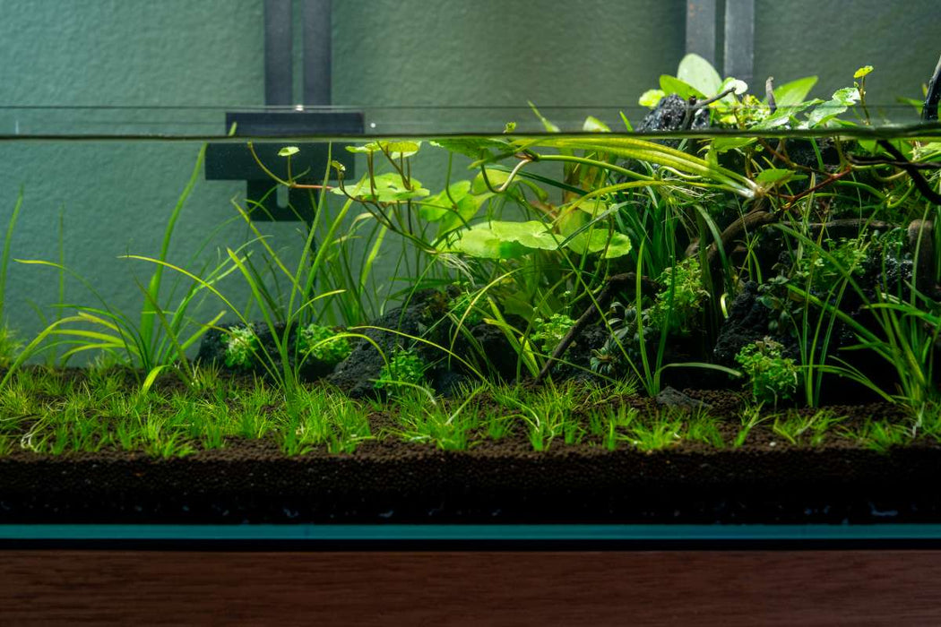 Sagittaria Subulata UNS Tissue Culture
