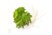 Salvinia Natans/ Floating Fern