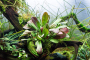 Red Samolus Parviflorus aquatic plant by CPA, showing vibrant red stems and lush green foliage in an aquatic environment.