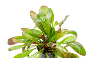 Red Samolus Parviflorus aquatic plant by CPA, showing vibrant red stems and lush green foliage ideal for freshwater aquariums.