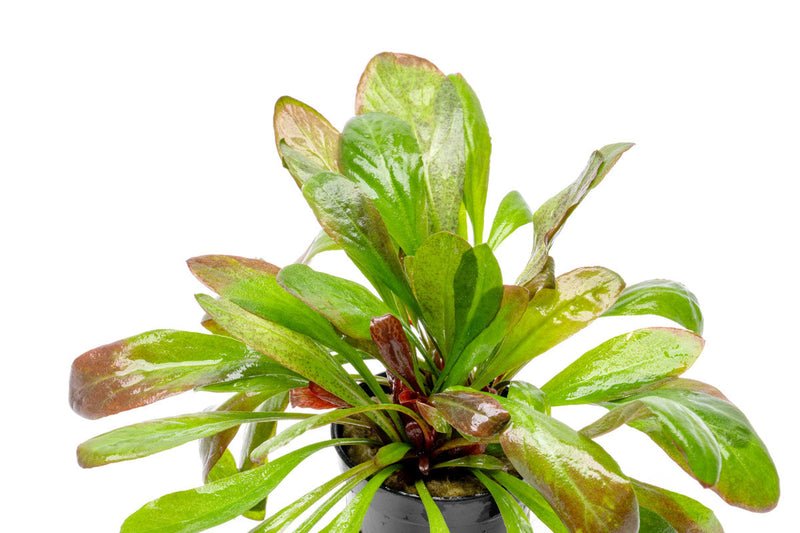 Red Samolus Parviflorus aquatic plant by CPA, showing vibrant red stems and lush green foliage ideal for freshwater aquariums.