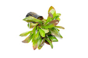 Red Samolus Parviflorus aquatic plant by CPA, showing vibrant red stems and lush green leaves in a freshwater aquarium setting.