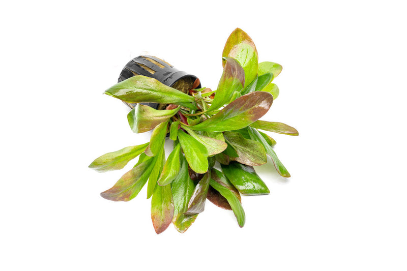 Red Samolus Parviflorus aquatic plant by CPA, showing vibrant red stems and lush green leaves in a freshwater aquarium setting.