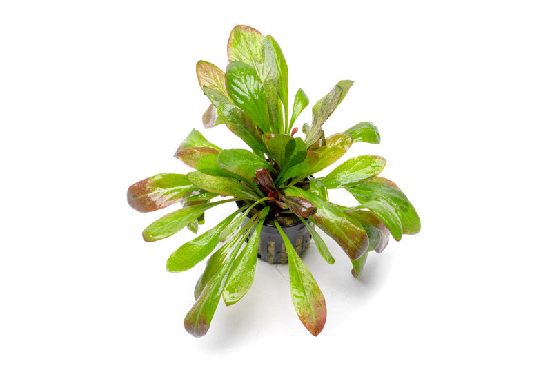 Red Samolus Parviflorus aquatic plant from CPA, showcasing vibrant red stems and lush green leaves for freshwater aquariums.