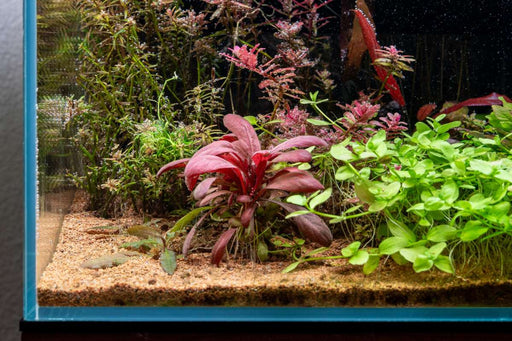 Red Samolus Parviflorus aquatic plant from CPA, showcasing vibrant red stems and lush green leaves in a natural aquatic setting.