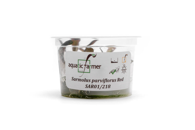 Samolus Parviflorus Red Aquatic Farmer Tissue Culture Aquatic Plant - Buce Plant