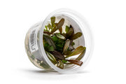 Samolus Parviflorus Red Aquatic Farmer Tissue Culture Aquatic Plant - Buce Plant