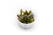 Samolus Parviflorus Red Aquatic Farmer Tissue Culture Aquatic Plant - Buce Plant