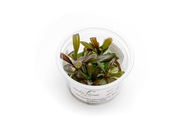 Samolus Parviflorus Red Aquatic Farmer Tissue Culture Aquatic Plant - Buce Plant