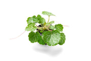 Saxifraga Stolonifera, Strawberry Begonia terrarium plant with trailing green and red-tinged leaves, in a small pot.