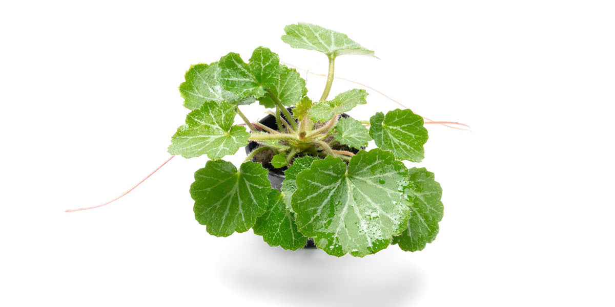 saxifraga-stolonifera-
