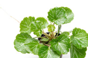 Healthy Saxifraga Stolonifera, also known as Strawberry Begonia, in a terrarium setting, showcasing lush green foliage.