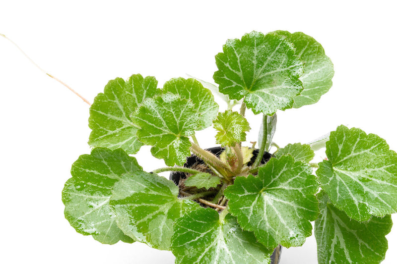Healthy Saxifraga Stolonifera, also known as Strawberry Begonia, in a terrarium setting, showcasing lush green foliage.