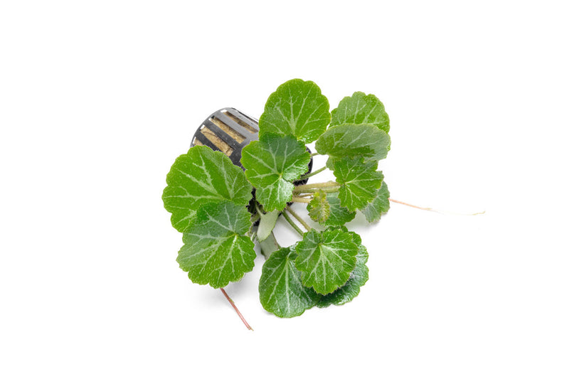 Saxifraga Stolonifera, also known as Strawberry Begonia, a terrarium plant with trailing green and red-tinged foliage.