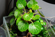 Saxifraga Stolonifera, also known as Strawberry Begonia, a terrarium plant with trailing green foliage and white variegated leaves.