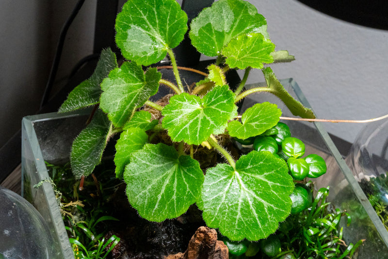 Saxifraga Stolonifera, also known as Strawberry Begonia, a terrarium plant with trailing green foliage and white variegated leaves.
