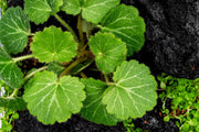 Saxifraga Stolonifera strawberry begonia terrarium plant with trailing green and red-tinged foliage, in a clear glass terrarium.