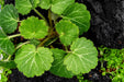 Saxifraga Stolonifera (Strawberry Begonia)