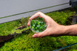 Aquatic plant Schismatoglottis Prietoi UNS tissue culture with vibrant green leaves, ideal for aquarium or aquatic plant setup.