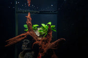 Schismatoglottis Prietoi aquatic plant tissue culture by UNSTC, showing healthy green leaves in a clear container.