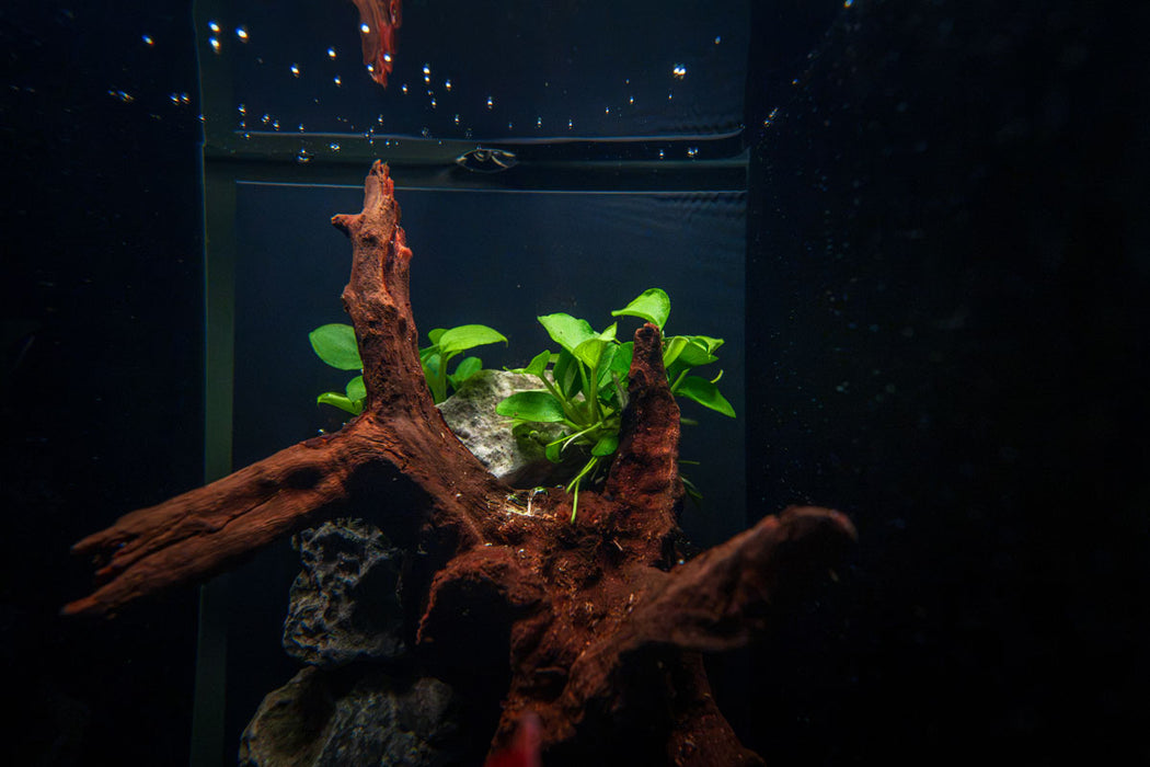 Schismatoglottis Prietoi aquatic plant tissue culture by UNSTC, showing healthy green leaves in a clear container.