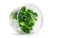 Aquatic plant Schismatoglottis Prietoi UNS tissue culture, healthy green aquatic plant for freshwater aquariums.