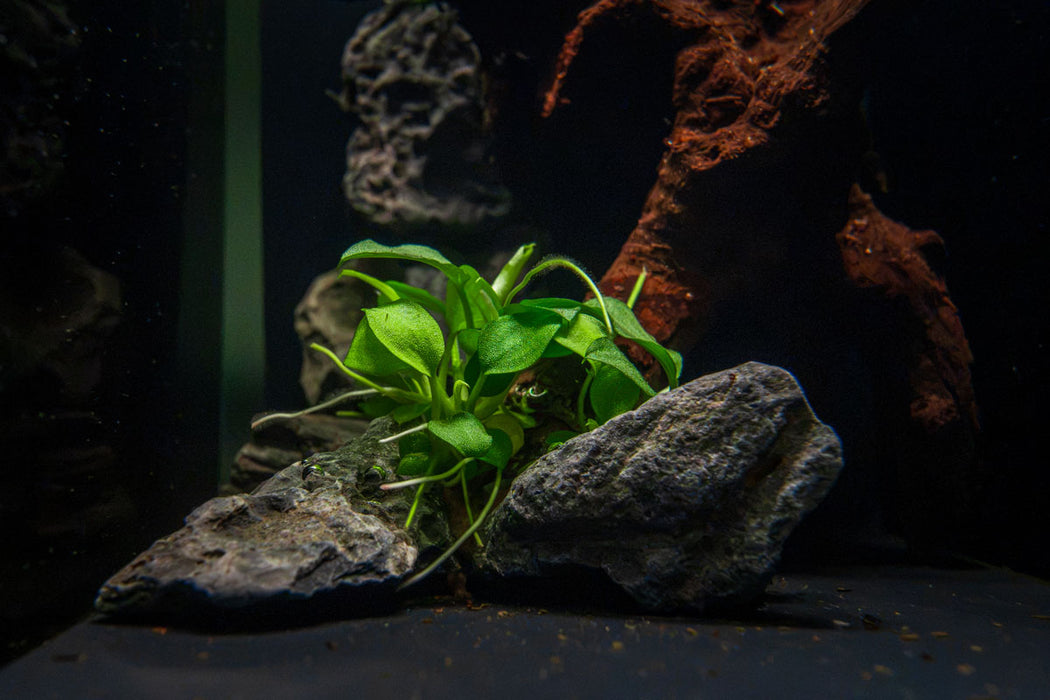 Schismatoglottis Prietoi UNS aquatic plant tissue culture in clear container, healthy green foliage, labeled with brand UNSTC.