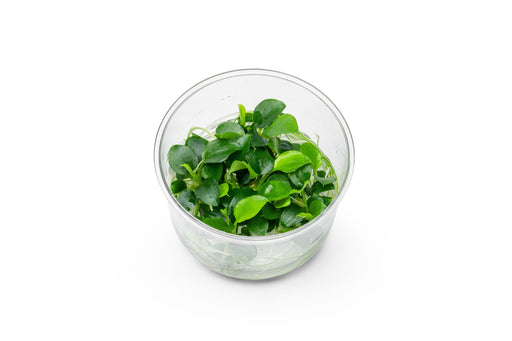 Healthy Schismatoglottis Prietoi aquatic plant in UNSTC tissue culture container, showcasing vibrant green foliage and aquatic growth.