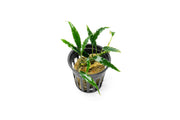 Schismatoglottis Roseospatha Aquatic Plant - Buce Plant