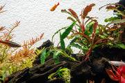 Schismatoglottis Roseospatha Aquatic Plant - Buce Plant